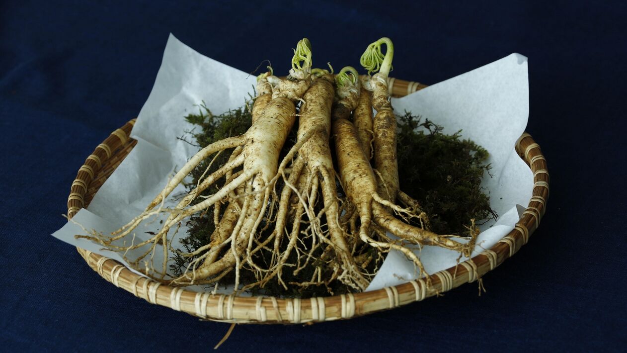 raiz de ginseng para potência